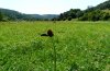 Maculinea nausithous: Habitat im Jagsttal, Juli 2011. [N]