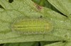 Polyommatus nicias: Raupe (e.o. SE-Frankreich, Col de Champs, 1900m, Eiablage Anfang August 2021) [S]