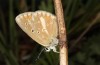 Polyommatus nicias: Weibchen (e.o. SE-Frankreich, Col de Champs, 1900m, Eiablage Anfang August 2021) [S]