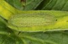 Polyommatus nicias: Larva (e.o. rearing, SE-France, Col de Champs, 1900m, oviposition in early August 2021) [S]