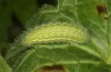 Polyommatus nicias: Larva (e.o. rearing, SE-France, Col de Champs, 1900m, oviposition in early August 2021) [S]