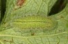 Polyommatus nicias: Raupe (e.o. SE-Frankreich, Col de Champs, 1900m, Eiablage Anfang August 2021) [S]