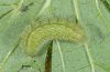 Polyommatus nicias: Larva (Valais) [S]