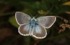 Polyommatus nicias: Männchen (SE-Frankreich, Col de Champs, 1900m, Anfang August 2021) [N]