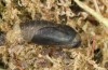 Polyommatus nicias: Puppe (e.o. SE-Frankreich, Col de Champs, 1900m, Eiablage Anfang August 2021) [S]