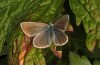 Polyommatus nicias: Weibchen (SE-Frankreich, Col de Champs, 1900m, Anfang August 2021) [N]