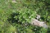 Polyommatus nicias: Larval habitat with Geranium rivulare (Switzerland, Valais, Täschalpe, June 2007) [N]