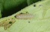 Polyommatus nicias: Jungraupe
