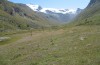 Vacciniina optilete: Habitat in the high central Alps (Switzerland, Valais, Täschalpe, 2400m, August 2009) [N]
