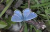 Polyommatus orbitulus: Männchen (Allgäuer Alpen, Hinterstein, 1600m, Juni 2014) [N]