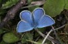 Polyommatus orbitulus: Männchen (Allgäuer Alpen, Hinterstein, 1600m, Juni 2014) [N]