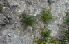 Cupido osiris: Larvalhabitat in den Hautes-Alpes in etwa 1200m NN: xerotherme Böschung mit Onobrychis saxatilis, Anfang Juli 2012. [N]