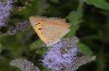 Lycaena ottomana: M�nnchen (Olymp, Juli 2010)