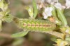 Pseudophilotes panoptes: Larva (Spain, Zaragoza, late May 2018) [M]