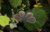 Glaucopsyche paphos: Female (Cyprus, Paphos, 600m, mid-April 2017) [N]