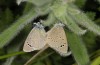 Glaucopsyche paphos: Mating (Cyprus, Paphos, 600m, mid-April 2017) [N]