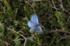 Glaucopsyche paphos: Male (Cyprus, Paphos, late February 2017) [N]