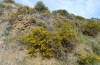 Glaucopsyche paphos: Halbwüchsige Raupe (Zypern, Paphos, 10m, Mitte April 2017) [N]