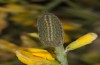 Glaucopsyche paphos: Larva (Cyprus, Paphos, 10m, mid-April 2017) [M]