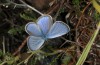 Male (Cyprus, Paphos, late February 2017)