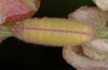 Lycaena phlaeas: Larva (La Gomera, February 2013) [M]