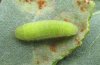 Lycaena phlaeas: Larva of the subspecies of the Canary Islands (La Gomera) [N]