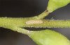 Leptodes pirithous: Young larva [M]