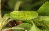 Satyrium pruni: Larva L4 (Romania, Timisoara, 01. May 2021) [M]