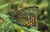 Satyrium pruni: Adult, resting near ground in a bushy grassland on the eastern Swabian Alb (freshly emerged?) [N]