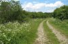 Satyrium pruni: Habitat (near Böblingen, Baden-Württemberg, Germany) [N]