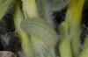 Polyommatus pylaon: Raupe (Wallis) [N]