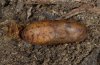 Quercusia quercus: Puppe