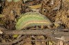 Polyommatus ripartii: Raupe (Chelmos, Ende Mai 2017) [M]