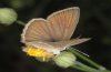 Polyommatus ripartii: Adult (Spanish west Pyrenees, Jaca, July 2010) [N]