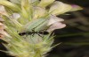 Polyommatus ripartii: Larva (Greece, Chelmos mountains, late May 2017) [N]