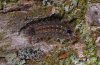 Laeosopis roboris: Half-grown larva [S]