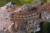 Laeosopis roboris: Larva in penultimate instar (e.o. Andalusia) [S]