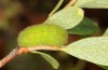 Callophrys rubi: Raupe (Mittelschweden, Juli 2020) [M]