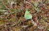 Callophrys rubi: Eiablage an Moosbeere (Isny, Ende Mai 2021) [N]