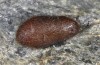 Callophrys rubi: Pupa (e.l. rearing, Switzerland, Valais, Stalden, larva on 07.05.2007) [S]