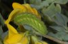 Callophrys rubi: Raupe