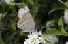 Satyrium spini: Adult (Provence, Rians, late May 2015) [N]