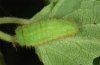 Satyrium spini: Raupe