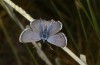 Turanana taygetica: Male (Greece, Mount Taygetos, 2200m, 18. June 2025) [N]