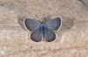 Turanana taygetica: Male (Greece, Mount Taygetos, 2200m, 18. June 2025) [N]