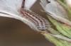 Turanana taygetica: Larva, presumably in the beginning of the final instar L4 (e.o. Greece, Peloponnese, Mount Taygetos, 2200m, late June 2025) [S]