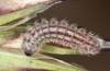 Turanana taygetica: Larva, presumably in the beginning of the final instar L4 (e.o. Greece, Peloponnese, Mount Taygetos, 2200m, late June 2025) [S]