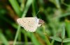 Maculinea teleius: Oviposition (SW-Bavaria, July 2008) [N]