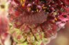 Maculinea teleius: Jungraupe im Blütenköpfchen. Im Vergleich zu Maculinea nausithous verlassen die Raupen die Blüte deutlich größer. [M]