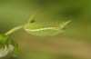 Tarucus theophrastus: Larva (S-Spain, Andalusia, Cabo de Gata, late September 2017) [M]